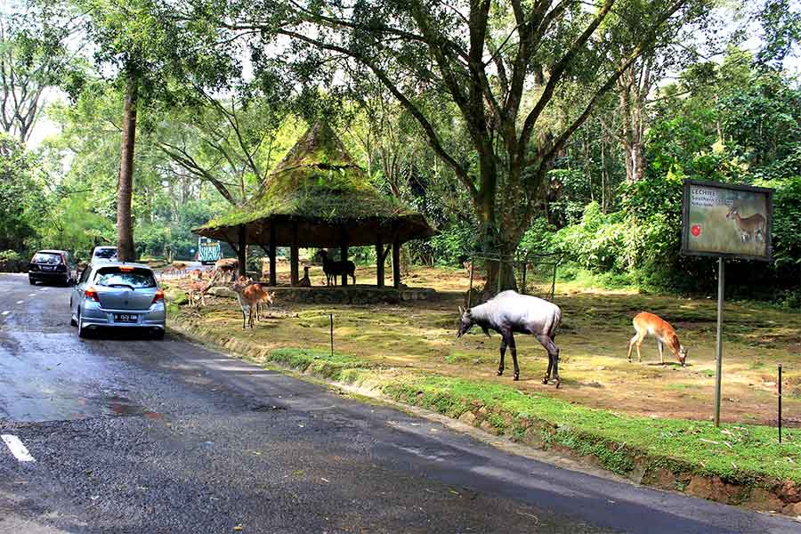 Taman Safari, Bogor